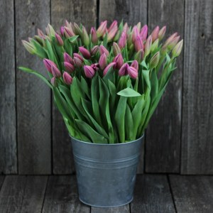 Букет из 51 розово-фиолетового тюльпана