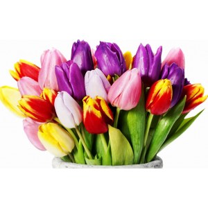 Букет из 101 разноцветного тюльпана 