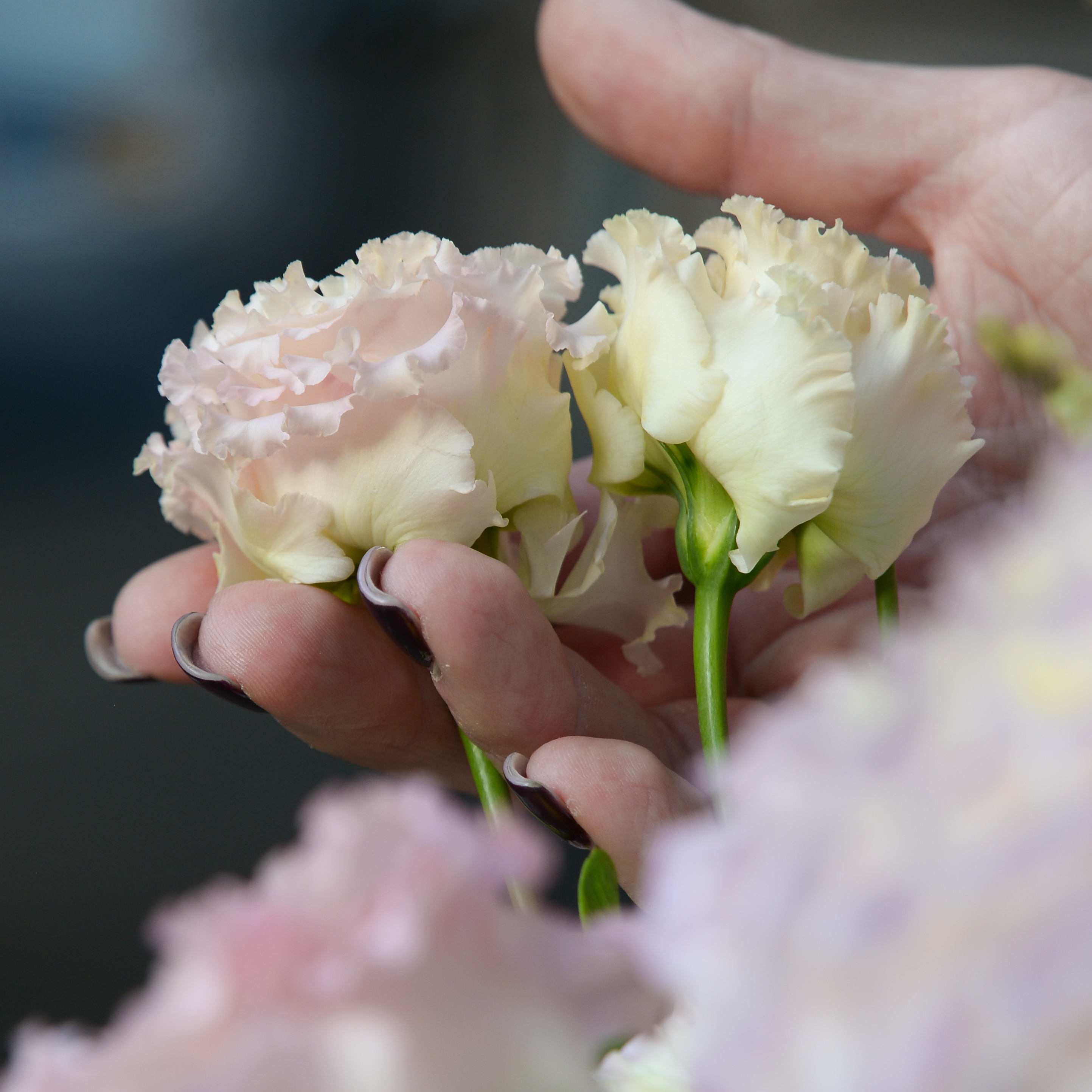 https://amelishops.ru/images/upload/DSC_5331.jpg